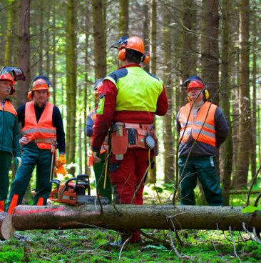 La foret est notre metier