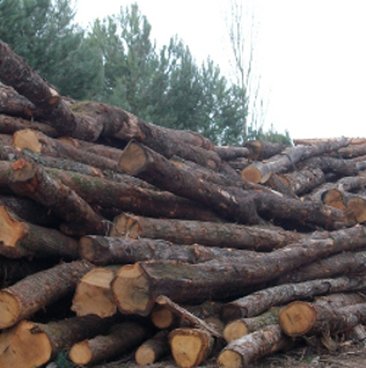 Perches de bois