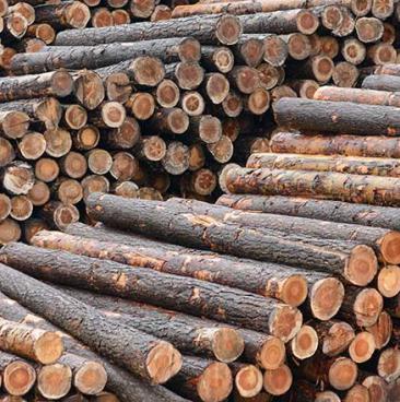 Bois de chauffage : 2 m de long