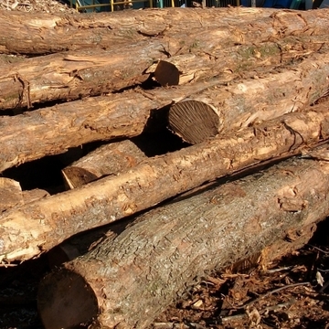 Découpe de perches de bois