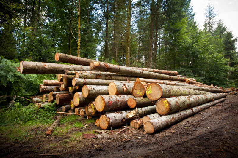 Débardage de bois