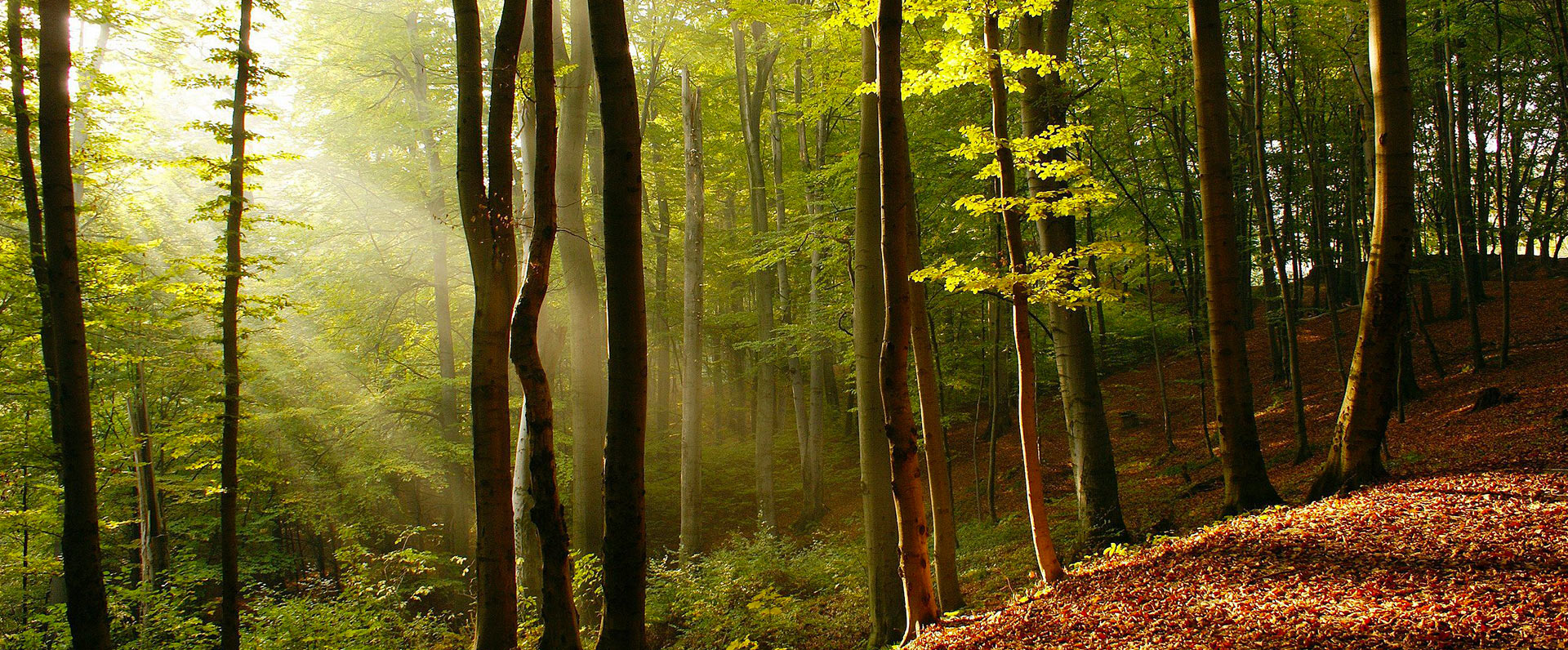 Exploitation forestière par câble mât aérien